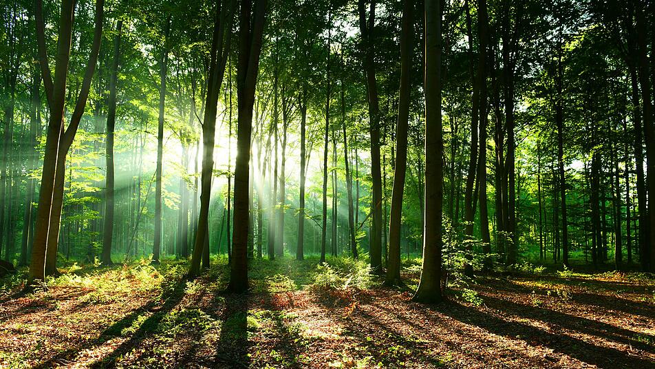 Mensch, lass bitte den Wald in Ruhe!