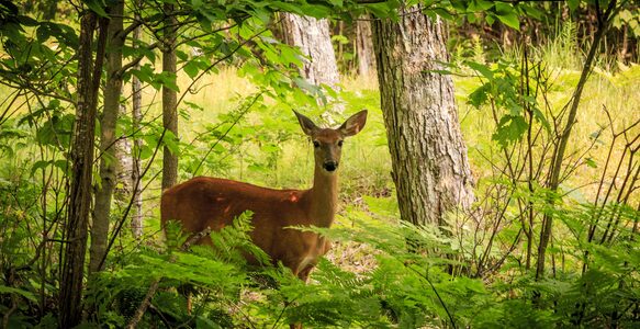 Mensch, lass bitte den Wald in Ruhe!