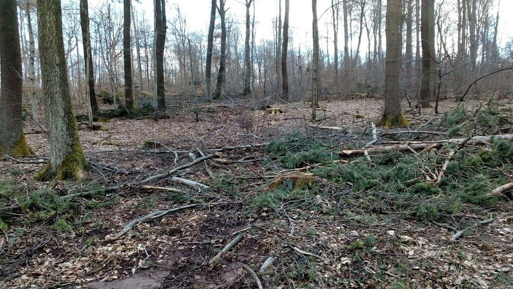 wald4